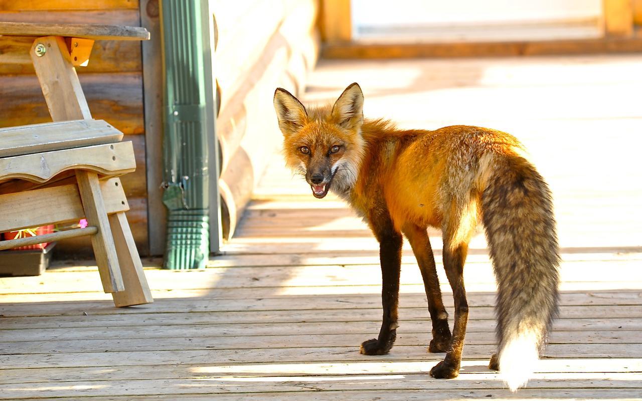 Le St Bernard - Les Chalets Spa Canada La Malbaie Bagian luar foto